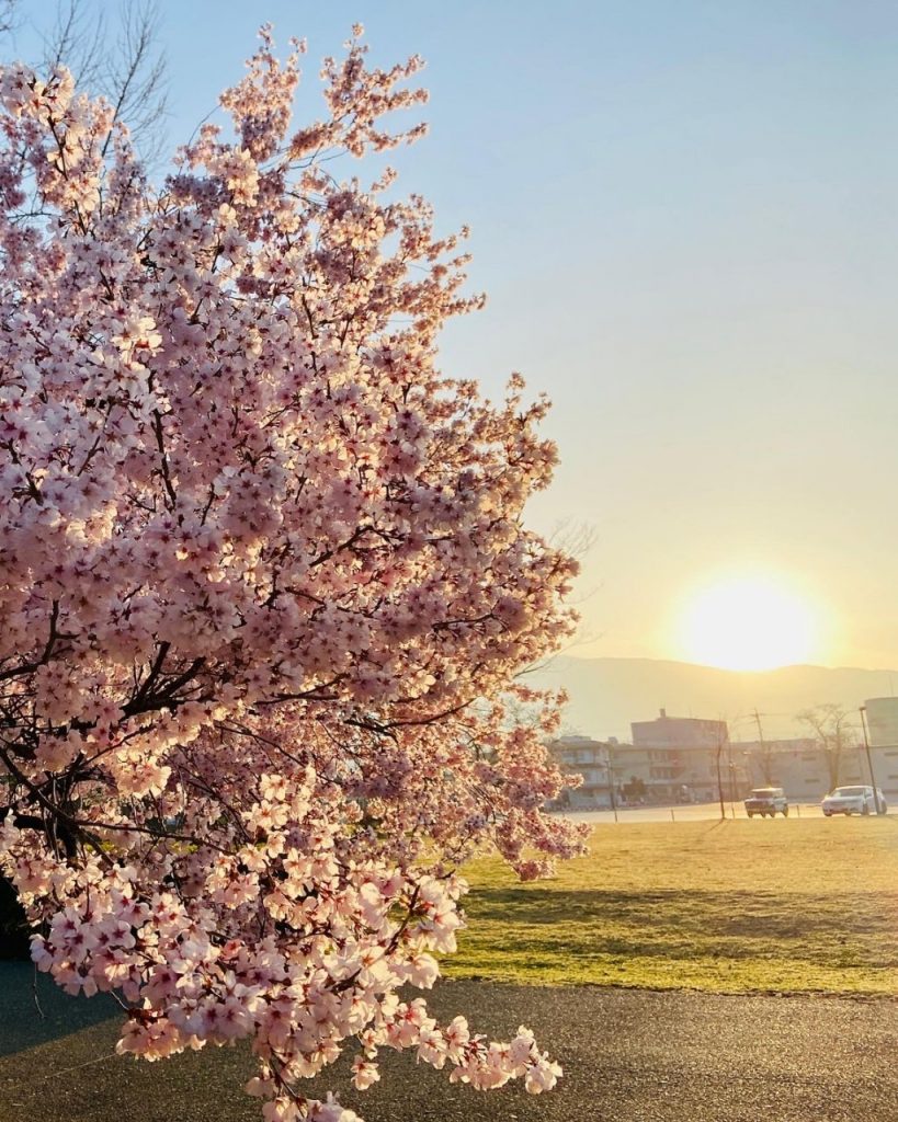 上田城🌸桜🌸満開です❗行っちゃう？行っちゃおう❣ メインイメージ画像