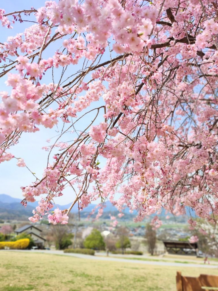 桜花爛漫🌸山王寺公園と前山寺 メインイメージ画像