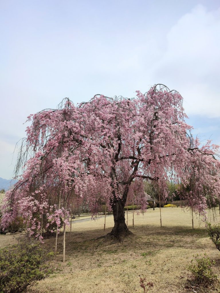 信州の鎌倉～前山寺桜🌸見頃です～ メインイメージ画像