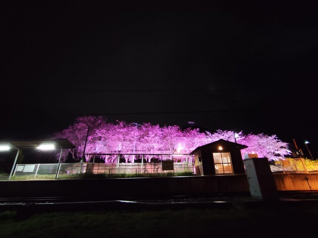 夜桜に魅せられて✨女将ちゃんの禁断の場所？！ メインイメージ画像