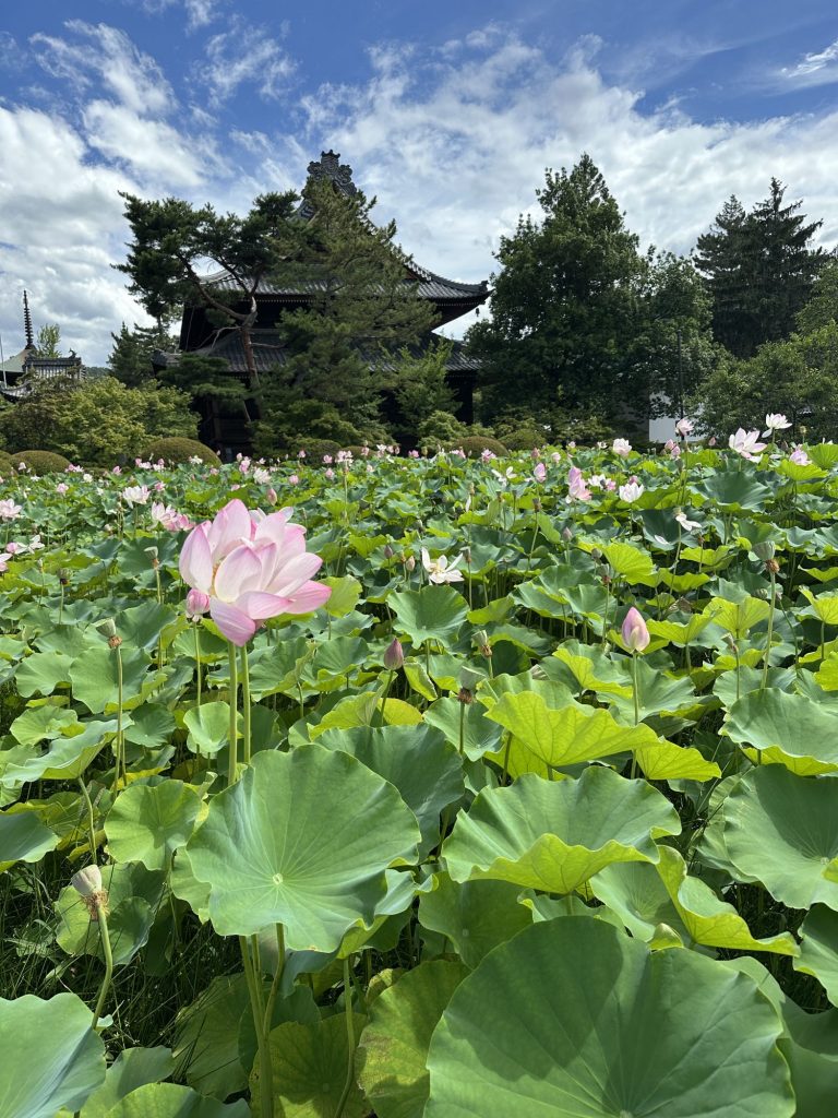 信濃国分寺　ハスが見頃です✨ メインイメージ画像