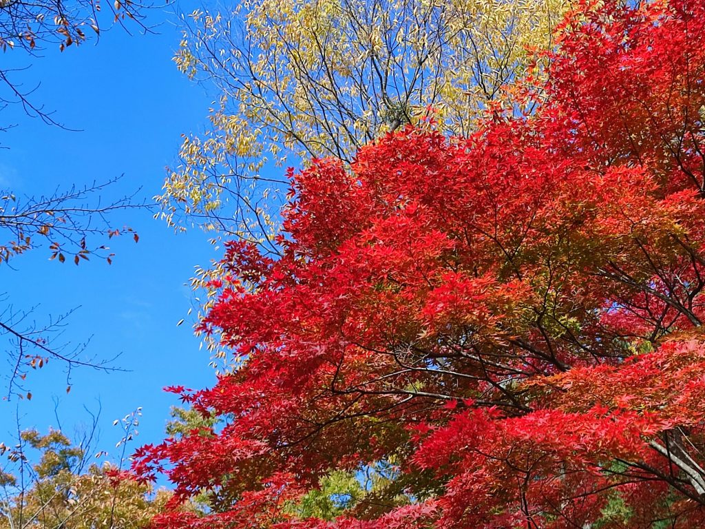 みちこの休日～小諸 懐古園 紅葉見頃です❣～ メインイメージ画像