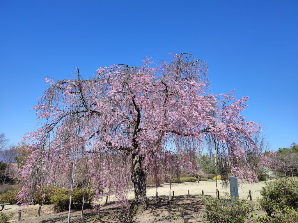 前山寺枝垂桜🌸只今８分咲きです！！ メインイメージ画像