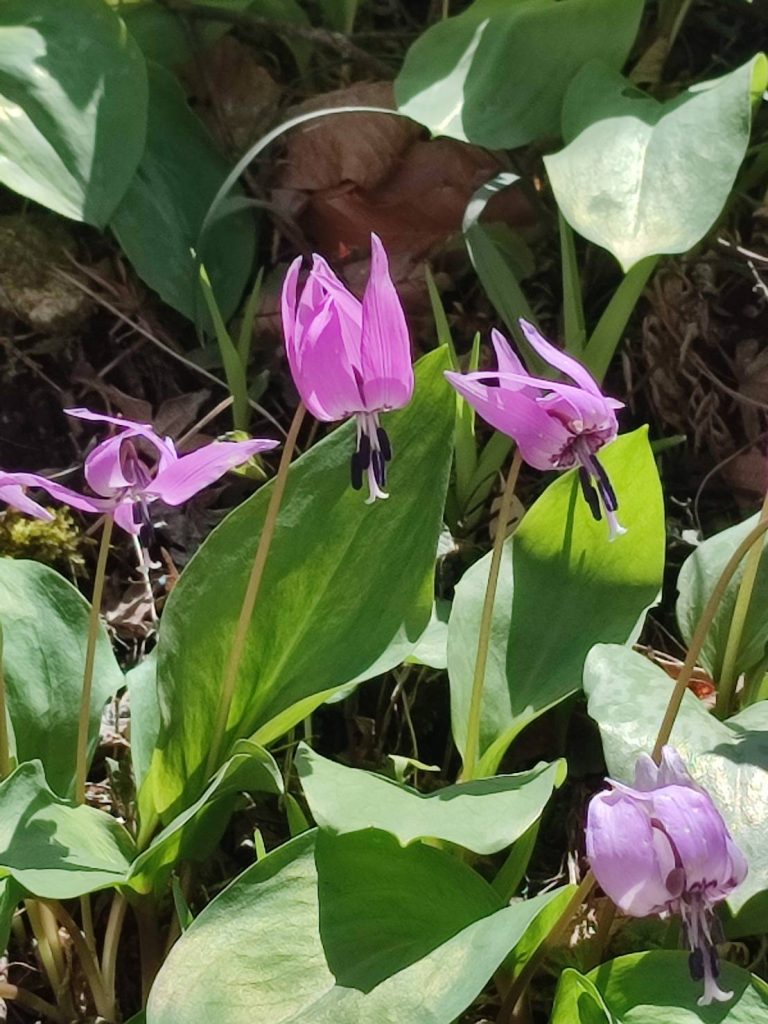 大円寺　カタクリ　見頃です✨ メインイメージ画像