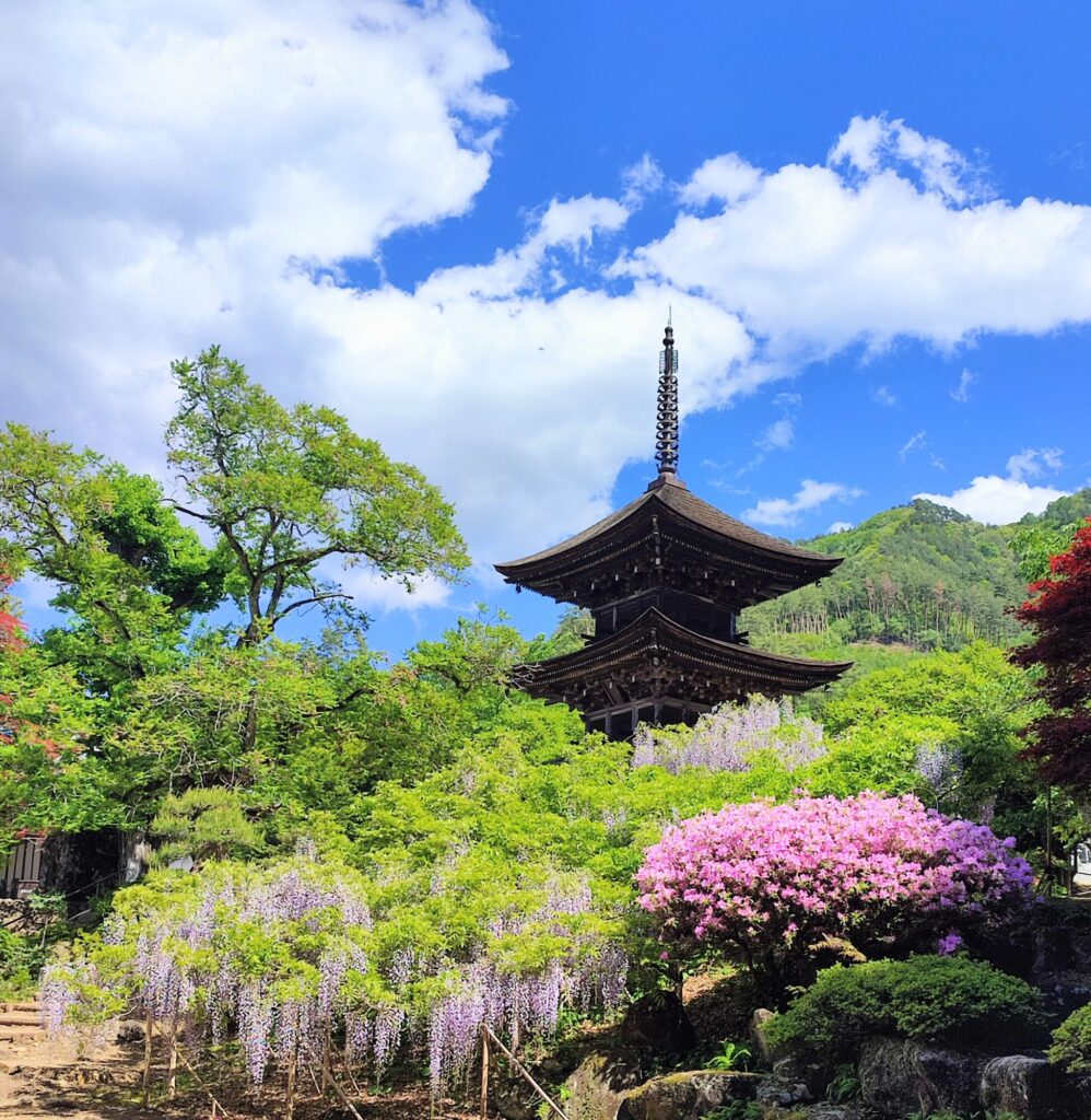 前山寺藤の花 見頃です！！ メインイメージ画像