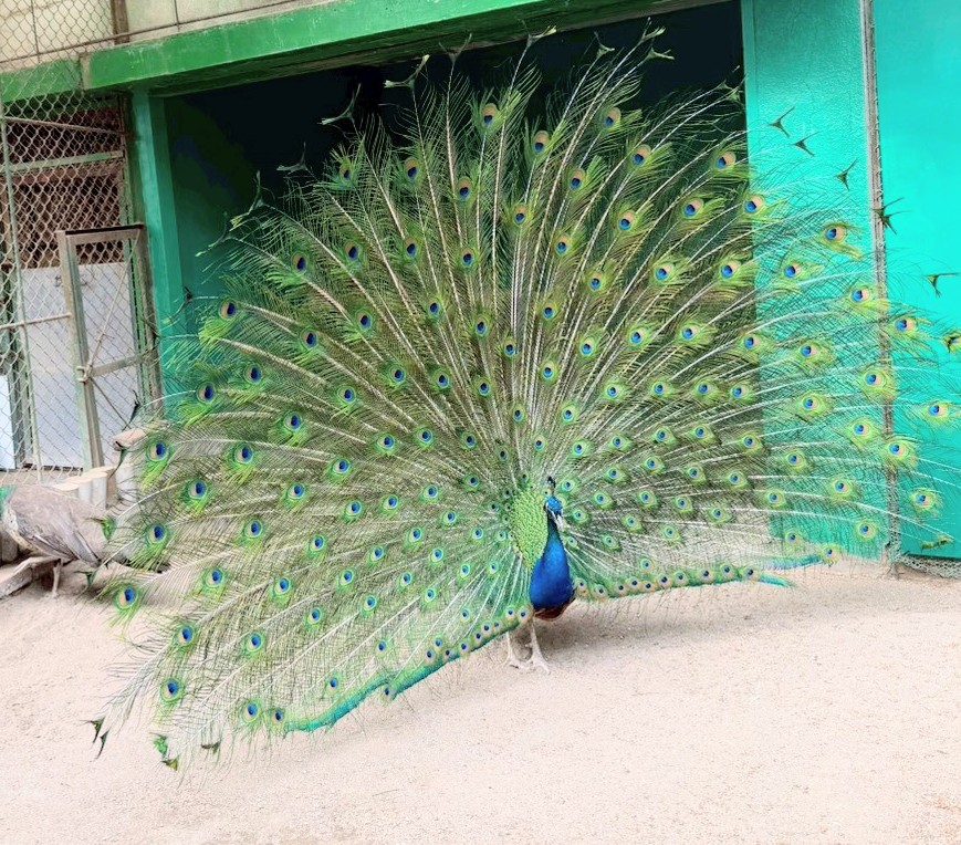 みちこの休日～小諸動物園の愉快な動物たち(*^^*)～ メインイメージ画像